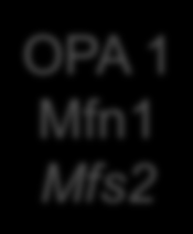 Dinámica normal OPA 1 Mfn1 Mfs2 Drp 1
