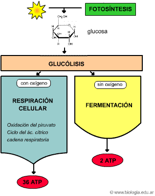La célula produce ATP mediante dos procedimientos básicos: Por fosforilación a nivel de sustrato.