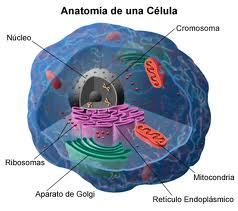 NÚCLEO ESTRUCTURA: -Forma esférica, presenta una membrana nuclear con poros que encierra al nucleolo y cromatina (ADN), también se encuentran enzimas y proteínas.