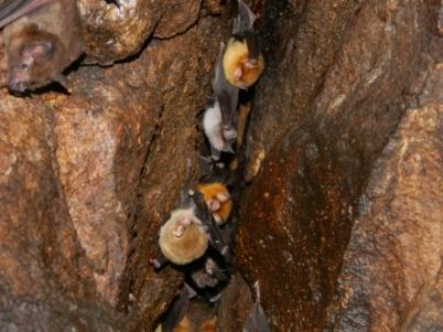 Mormoopidae en la Cueva N o 2 en el Cerro El