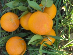 NARANJA GRANO DE ORO DULCE DESCRIPCIÓN BREVE (se adjuntan dos informes) El naranjo dulce es de porte medio-grande, de forma muy redondeada, da una elevada producción.