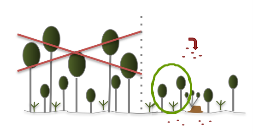 Estrategias de crecimiento Regeneración avanzada = los árboles que germinan y crecen en el sotobosque y que pueden llegar a lograr