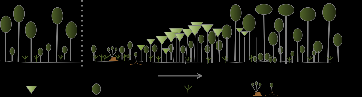Fase 4: Bosque maduro = Ocurre al final del proceso de sucesión cuando el bosque contiene una estructura vertical y horizontal compleja.