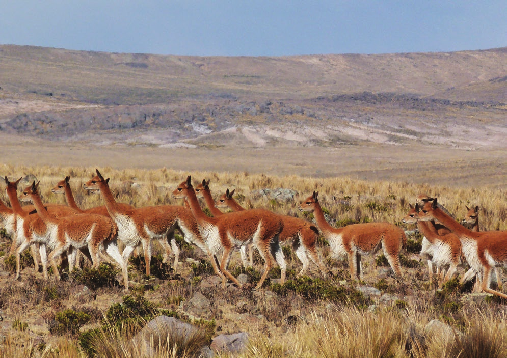 La tierra de las vicuñas La Reserva Nacional de Pampa Galeras se creó en 1967 con la intención de proteger a las vicuñas y propiciar el desarrollo comunal mediante su manejo.