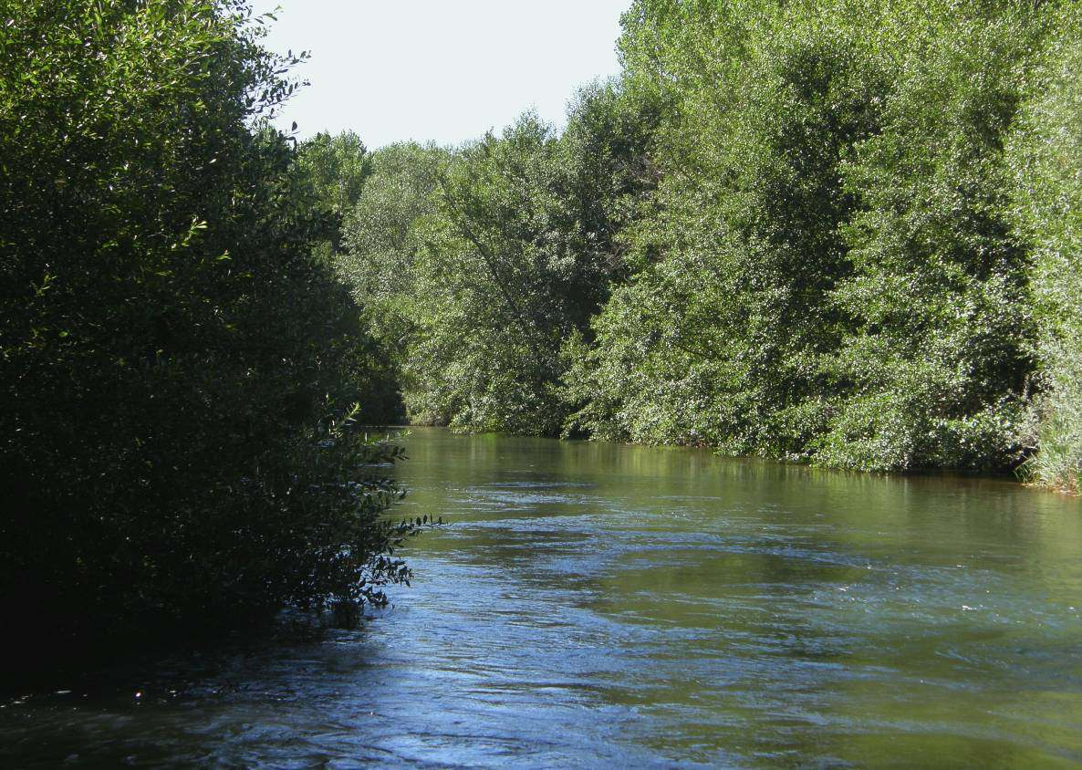 Vegetación El río Carrión a su paso por la localidad de La Serna (Palencia).