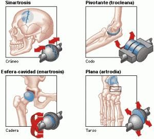 Todas ellas presentan a considerar: las superficies óseas o articulares, que representan el esqueleto de la articulación; las formaciones interóseas, blandas, intercaladas entre las superficies