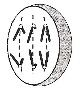 - JUNIO 08-09 3.- Los dibujos adjuntos representan los posibles gametos de un determinado individuo que presenta mitosis astrales.