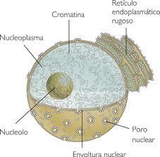 procariontes, su citoplasma presenta diferentes compartimentos celulares, llamados organelos.