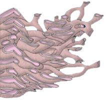 Retículo Endoplasmatico Liso Ribosomas Es una red de túbulos que se interconectan entre sí y que carecen de ribosomas.