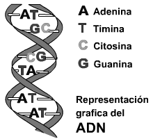 ...mientras que los cebos de origen animal tienen ácidos grasos.. 8- Completar el recuadro con respecto a las proteínas: 8.1. Qué fuerzas se encuentran en la estructura terciaria de las proteínas? 8.2.