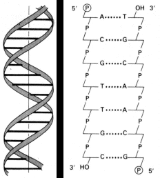 Características del ADN Los extremos de cada una de las hebras del ADN son denominados 5 -P (fosfato) y 3 OH (hidroxilo) en la desoxirribosa.