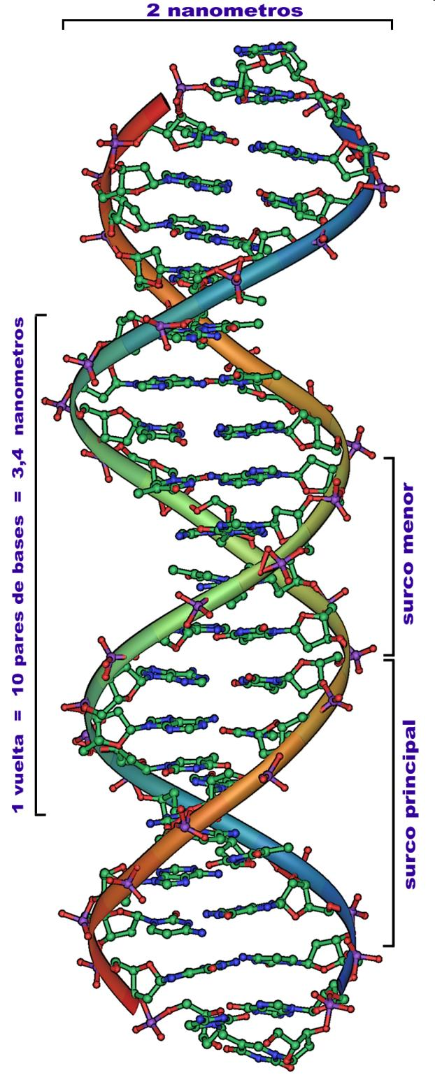 2. EL ÁCIDO DESOXIRROBONUCLEICO (ADN) El ADN es un polímero lineal formado por desoxirribonucleótidos (contiene desoxirribosa) de adenina, guanina, citosina y timina. Son polidesoxirrribonucleótidos.