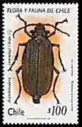 Coleoptera : Cerambycidae : Cheloderus