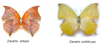 Complejo críptico Zaretis Zaretis ellos y Zaretis Callidryas simulando ser hojas secas CONCLUSIONES Las copias imitan a sus modelos no sólo en coloración, también toman comportamientos similares a