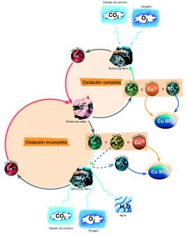 Cómo se produce la biolixiviación de sulfuros de cobre? Las protagonistas de la biolixiviación son bacterias, que se alimentan de minerales (quimiolitótrofas).
