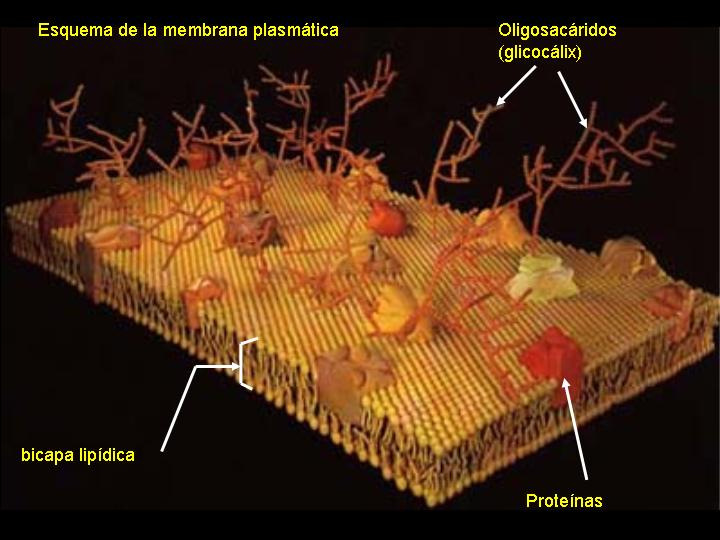 Composición de la membrana celular Glicocaliz: Cubierta externa de la membrana, formada de hidratos de carbono