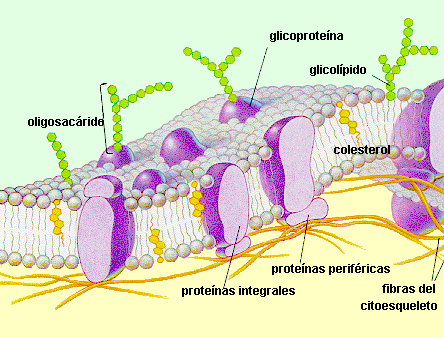 MAMBRANA PLASMÁTICA. La célula está rodeada por una membrana, denominada "membrana plasmática".