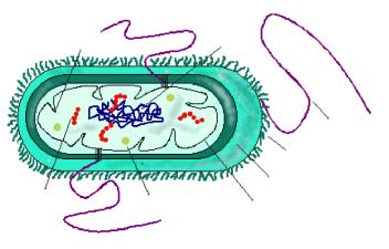 Aparición de células procariotas mesosomas cromosoma Pequeño tamaño. ADN desnudo, cromosoma único: células haploides. flagelo Ausencia de núcleo.