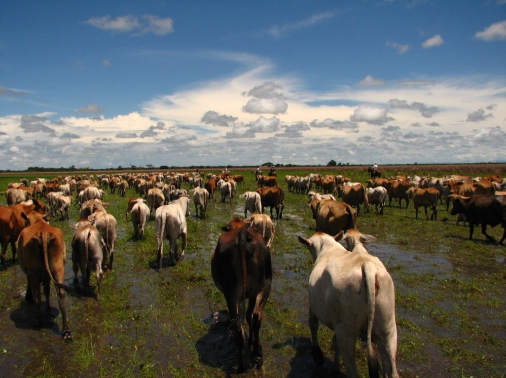 Sabana inundable y ganadería, opción productiva de Conservación en la Orinoquia LOURDES PEÑUELA R.