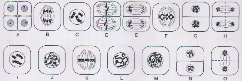 7. a. Las figuras (A O) representan las diferentes etapas de la meiosis masculina en una planta con 2n= 6 cromosomas. Establezca el orden correcto en que se suceden. b.