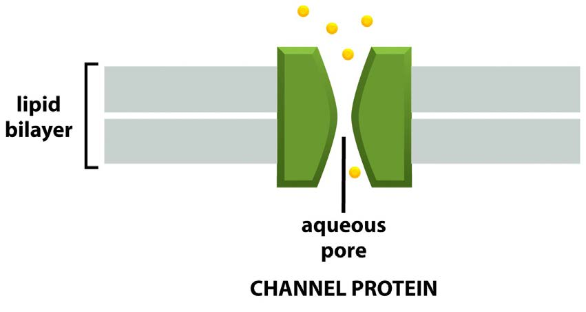 Transporte a través de la fase proteica 2) Proteínas canal: forman poros hidrofílicos y no necesitan unirse al soluto (o solo muy débilmente) El transporte a través de los canales se produce a una