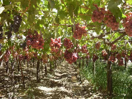 De donde viene la materia prima para el jugo concentrado de uva?