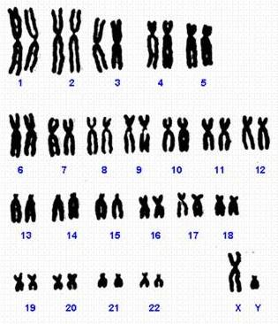 Conceptos previos Se dice que una célula es 2n cuando tiene dos cromosomas de cada tipo.
