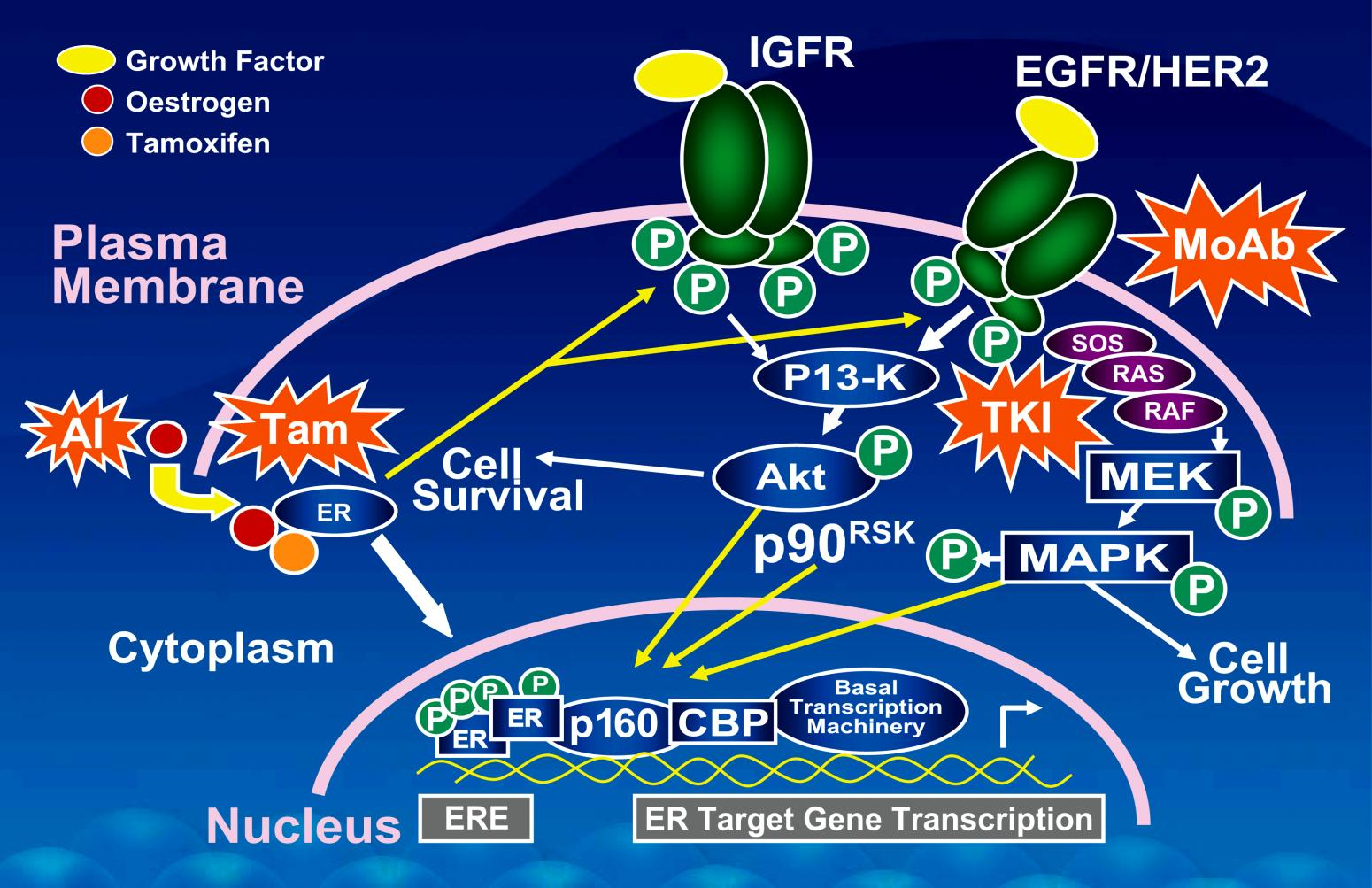 Enfermedad HER-2 + y RH + Cross-Talk Between Signal Transduction Crosstalk vías and HER-2 Endocrine y RE: Pathways resistencia