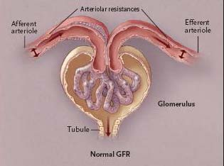 Esquema del glomérulo renal: arteriola aferente, el