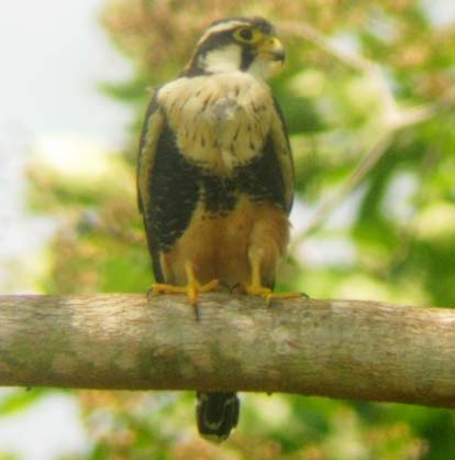 39 Falco femoralis