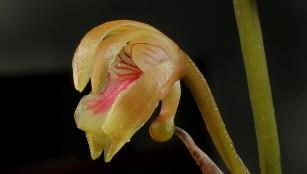 2.6.46. Oeceoclades maculata (Lindl.) Lindl. Terrestre o Epífita, rosulada, bulbosa; 30-50 cm; Pantropical.; (Arg, Bol, Bra, R.
