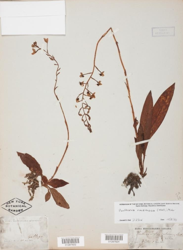 2.7.1.3. Ponthieva racemosa (Walter) C. Mohr El exicato del herbario (NY) ID: 1287822 colectado por I.F.
