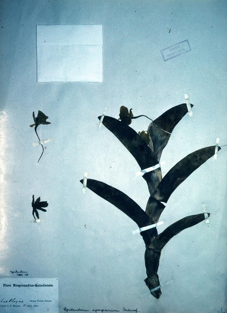 Flora Neogranadina- Quindiensis Circum flumen Tuluam Fecha:15 de Septiembre de 1853 Colector: I.F. Holton No s.n Typus: NY Figura 25. Epidendrum holtonii Hagsater & L. Sánchez.