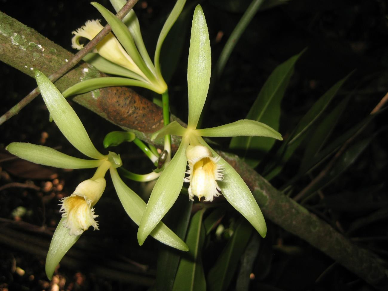 Vanilla odorata, es una de las pocas orquídeas con plan de manejo.