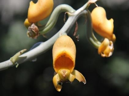 al CC La especificidad de las orquídeas hacia ciertos hongos micorrízicos limitan su capacidad de dispersión.