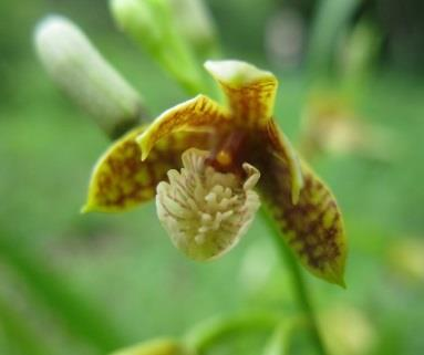Las especies de orquídeas propias de los pastizales xerófilos, arbustales xerófilos y pastos arbolados, pueden disminuir sus poblaciones por el