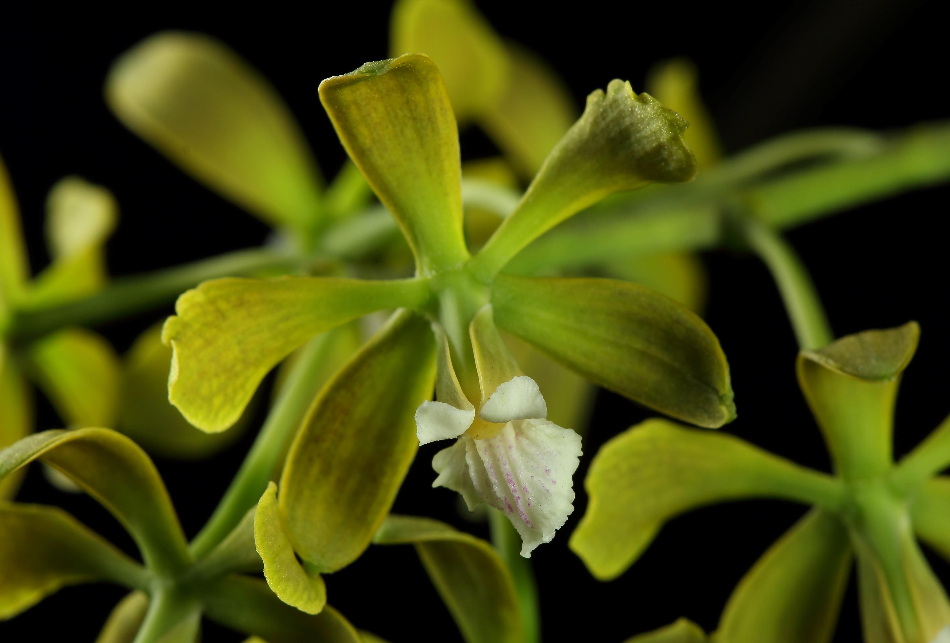 21 Encyclia parkeri, una nueva especie del Bosque seco tropical colombiano,