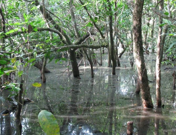 Bosques secos no inundables de la llanura aluvial. E. Bosques de galería y Guaduales.