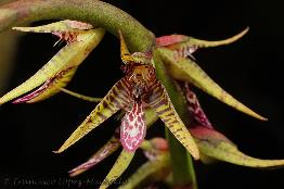 2.6.6. Bulbophyllum exaltatum Lindl. Epífita, bulbosa, rizomatosa; 30-40 cm; Suram; (Bol, Bra, Col, Guy, Ven). Col: (VdC) 800-1.600 msnm;.v-vi) [CsH] [TsH] Rarísimo «rrr». Foto: F.