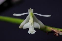 2.6.24. Epidendrum lanipes Lindl. Epi., bulb.; 27-56 cm; Andina; (Bol, Col, Ecu, Per,) 700-1500 msnm. Col: (Ant, Boy, Cau, Cund, NS, Ris, Sant) X. [Csh]. Muy Rara «rr». Foto: F. López-Machado.