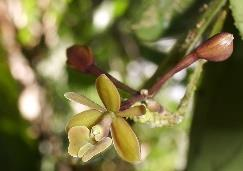 2.6.26. Epidendrum musciferum Lindl. Epi., Cesp., Ram. 33-46 cm; Neotropical; (Bra, Bol, Col, Ecu, GFr, Guy, Pan, Per, Sur, Ven) 70-1.500 msnm. Col: (Ant, Cun, Ris) 70-1.200 msnm; V. [Csh].