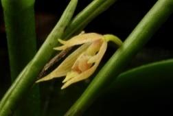 2.6.27. Epidendrum porquerense F. Lehm. & Kraenzl. Epi., Riz. 15-25 cm; Andina; (Col, Per) 1100-2800 msnm. Col: (Ant, Boy, Cun, Hui, Ris, Tol, VdC) 1.100 msnm; VIII [Csa] «rr». Foto: F. López-Machado.
