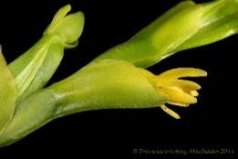 2.6.28. Epidendrum rigidum Jacq. Epi., estol., cesp.; 15-25 cm; Neotropical; (Arg, Bel, Bol, Bra, {Bhm, Cub, Rdm, Jam, PR, Tri,} Col, CR, Ecu, Gua, Guy, Hnd, Mex, Nic, Pan, Per, Sur, Ven) 0-1.