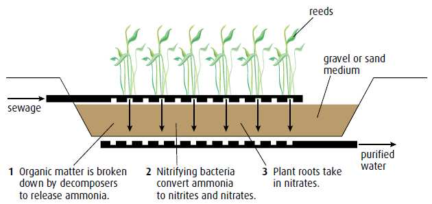 Tratamiento de aguas residuales usando sistemas cañaverales - Consiste en crecer la vegetación sobre un medio arenoso o con gravas, capaz de mantener un área oxigenada para las raíces de las plantas