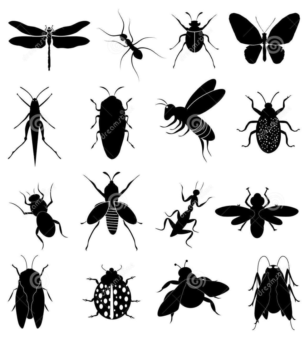 Insectos.