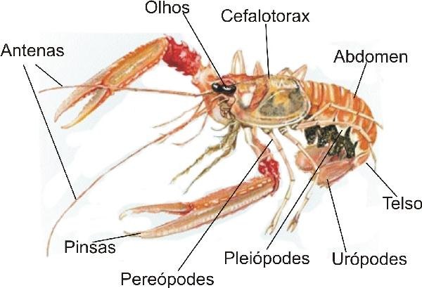 Crustáceos Cefalón: Formado por cinco segmentos y, generalmente, cincopares de apéndices: anténulas, antenas, mandíbulas,