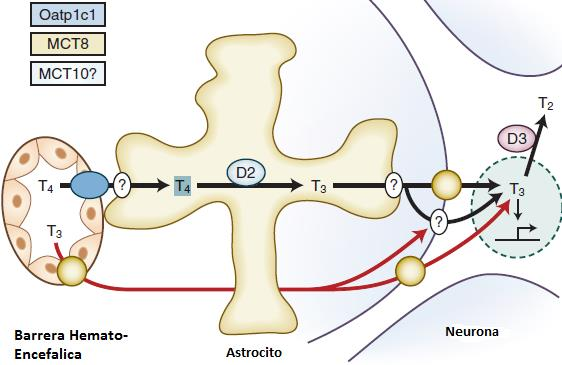 Las neuronas expresan la desyodasa D3 la cual impide la activación de T4 y cataliza la degradación de T3.