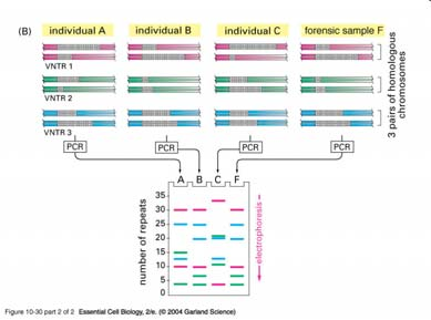 DNA microsatélite Mecanismos de patogeneicidad de los microsatélites: Enfermedades de herencia recesiva ligada al X expansión de tripletes que interfiere la transcripción del gen mutado (no proteína)