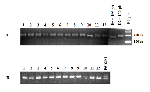 Figura 3: Geles de agarosa al 4% donde se observan los productos de amplificación por PCR del microsatélite D5Nds2.
