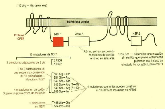 de la anemia falciforme 15 Proteína FTR Mutación del gen NF1 que